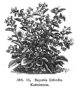 B. ‘Erfordia Karminrosa’